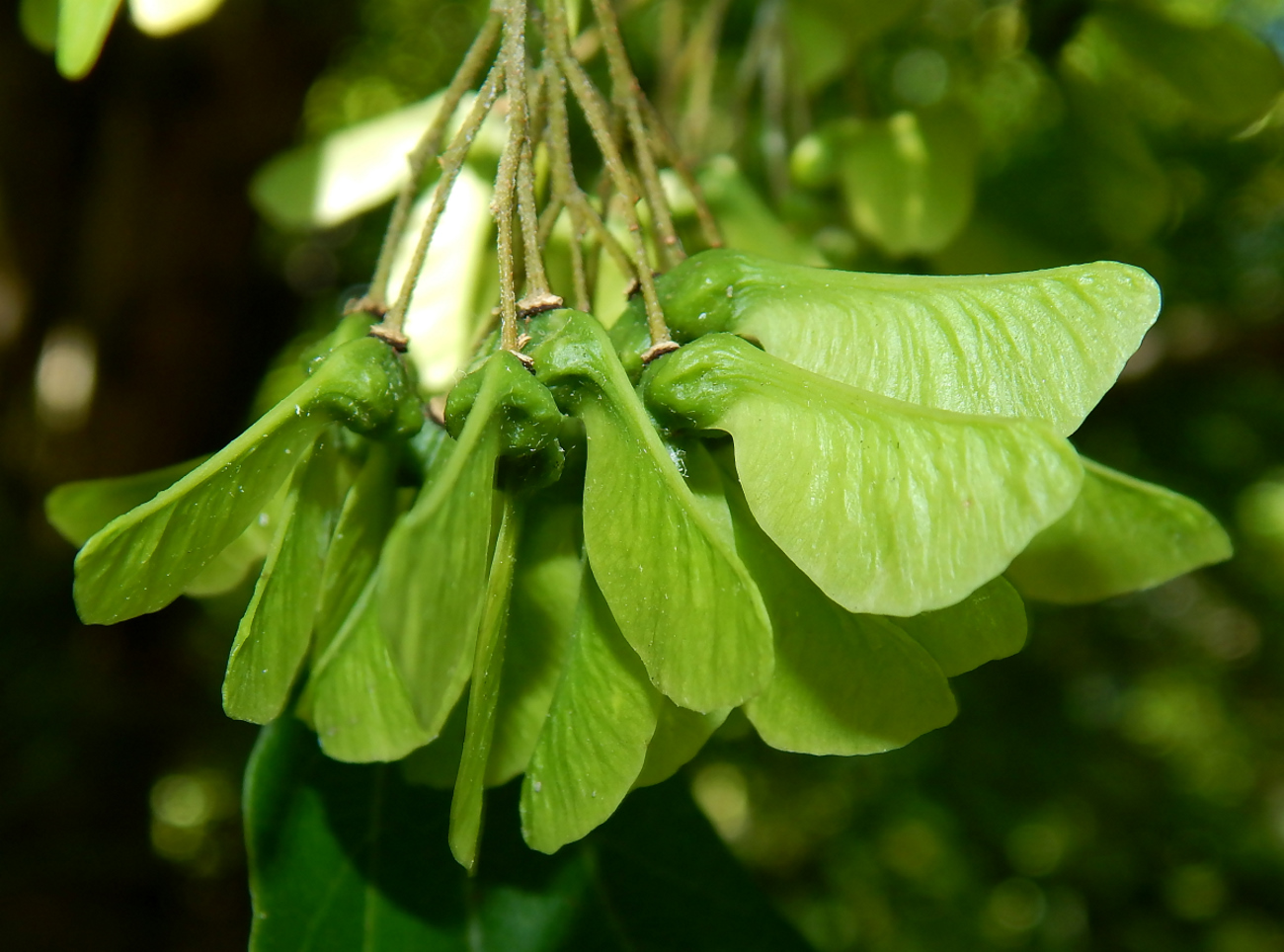 Изображение особи Acer buergerianum.