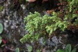 Juniperus sibirica