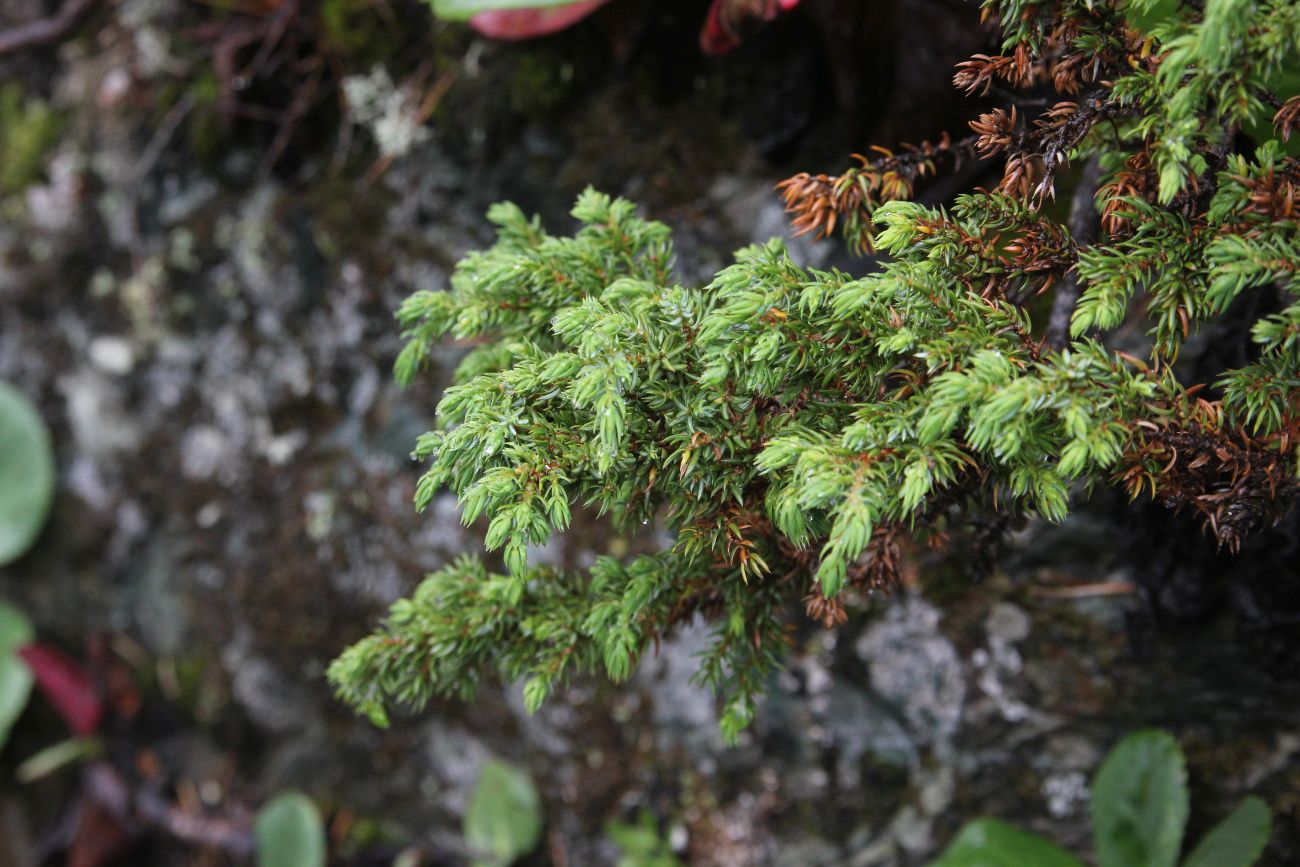 Изображение особи Juniperus sibirica.