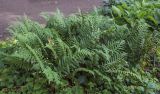 род Polypodium