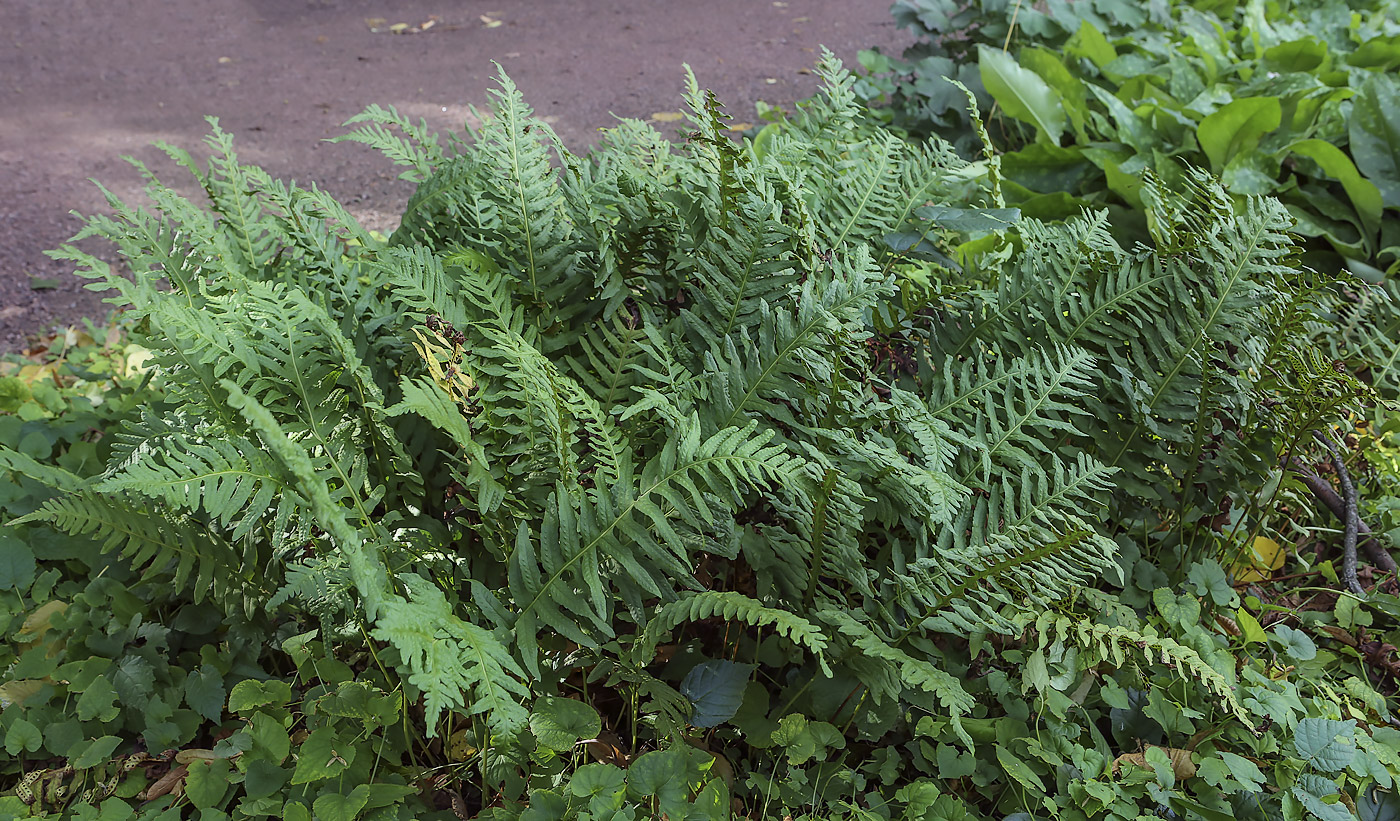 Изображение особи род Polypodium.