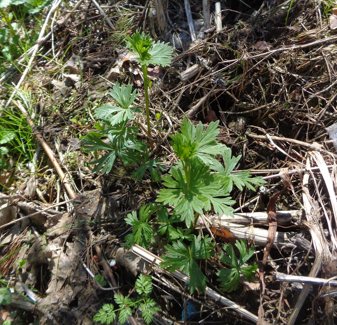 Image of Aconitum × stoerkianum specimen.