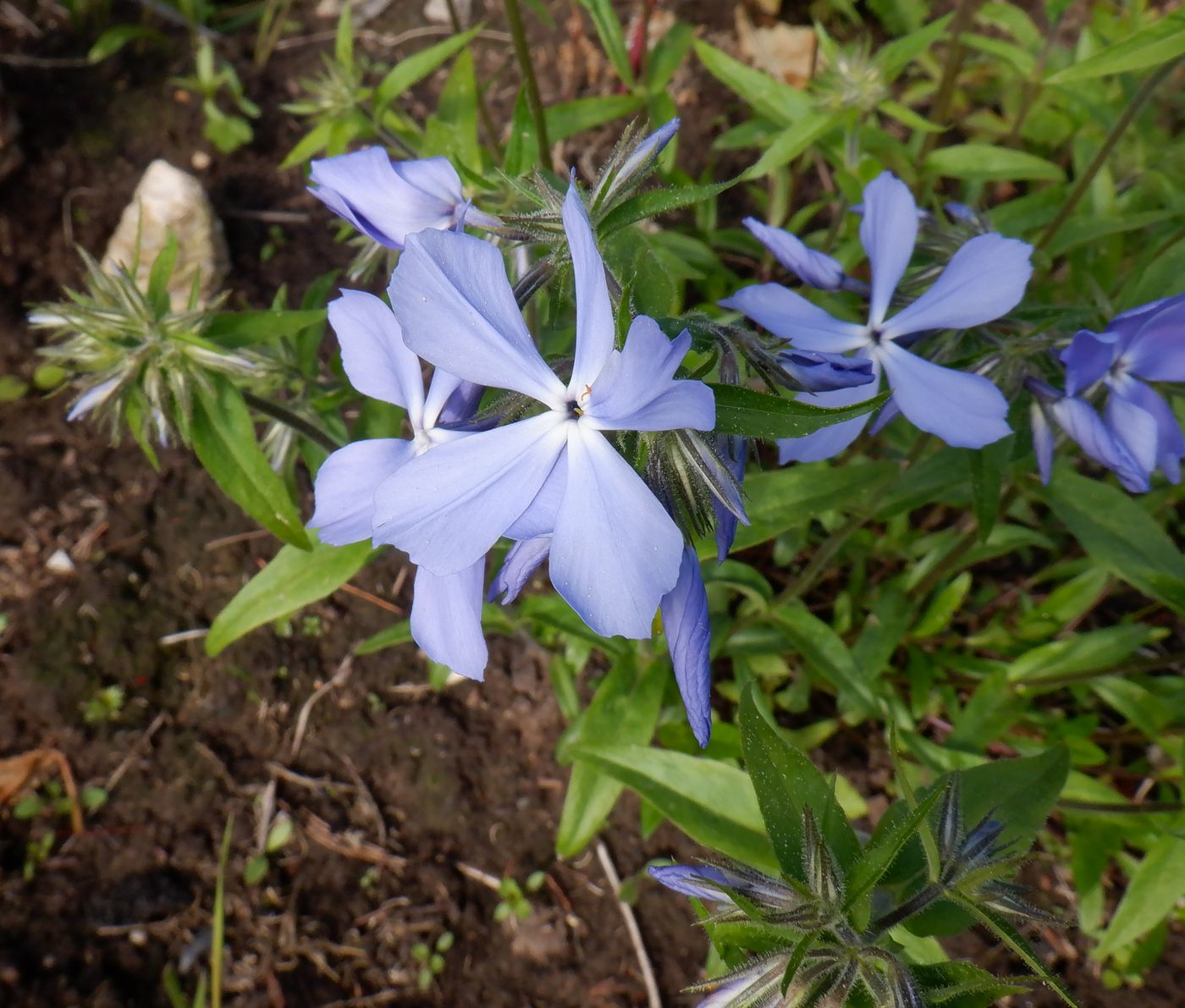 Изображение особи Phlox divaricata.