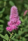 genus Spiraea. Соцветие. Карельский перешеек, Линдуловская роща (южная граница), территория старого финского хутора. 29.07.2018.