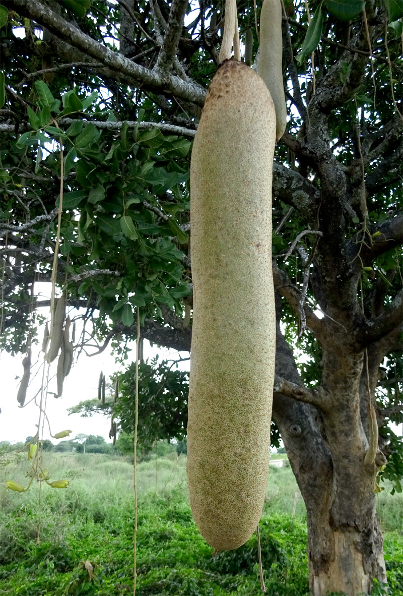 Image of Kigelia pinnata specimen.