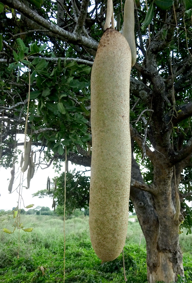 Изображение особи Kigelia pinnata.