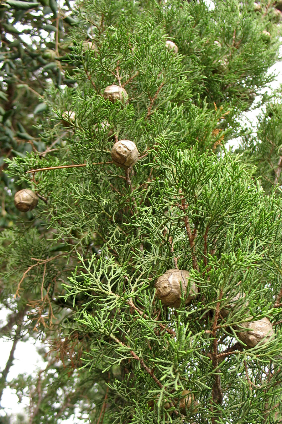 Изображение особи Cupressus sempervirens.