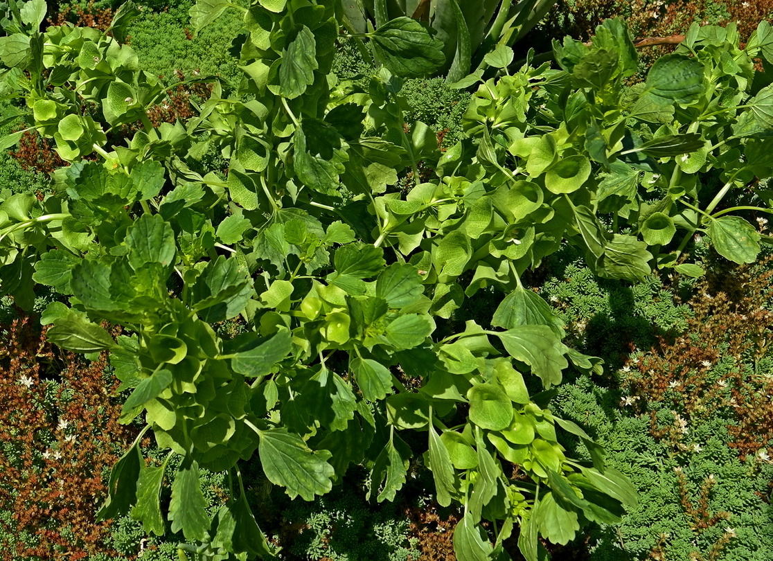 Image of Moluccella laevis specimen.