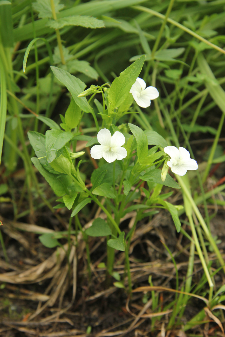 Image of Viola stagnina specimen.