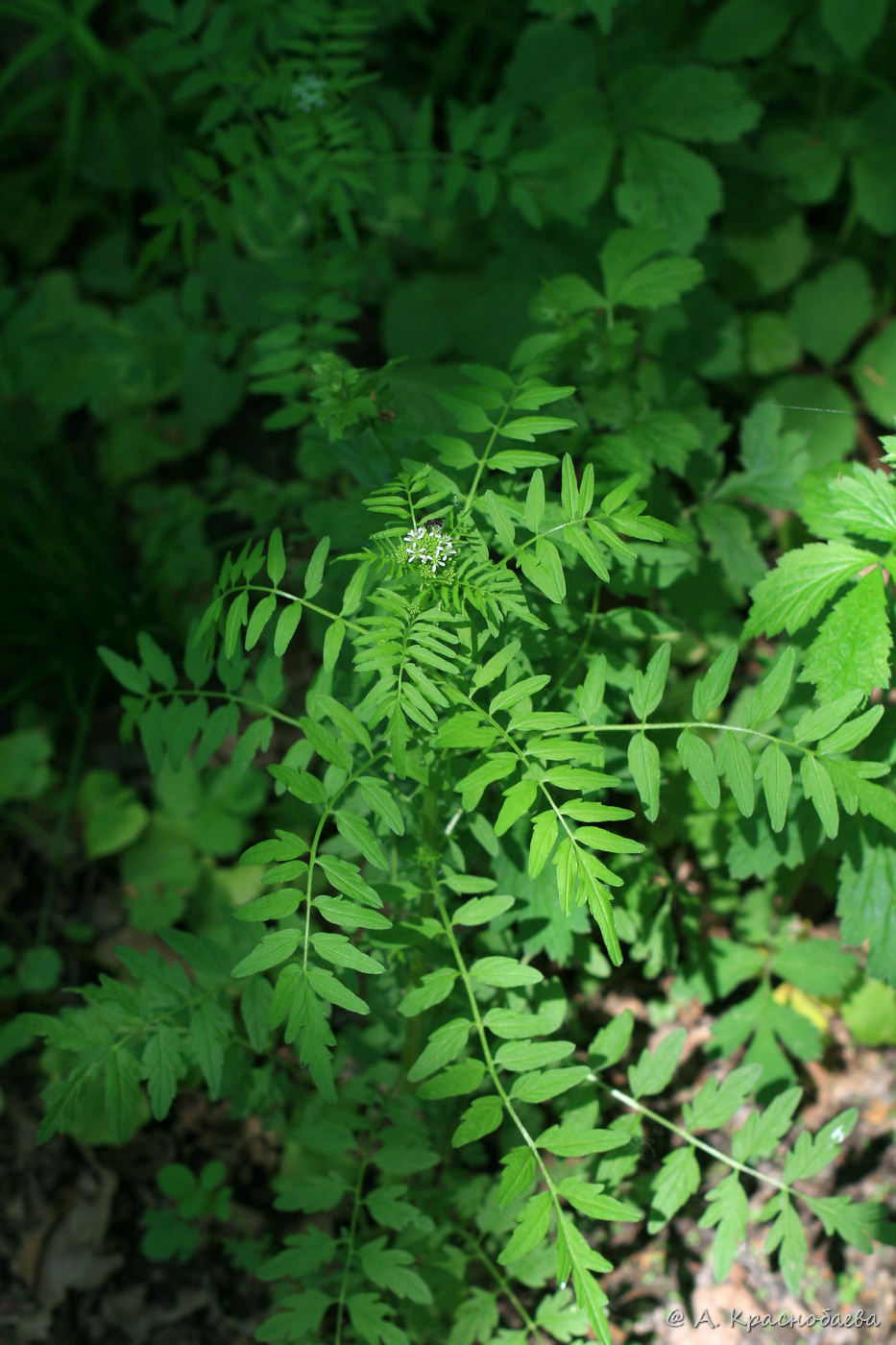 Изображение особи Cardamine impatiens.