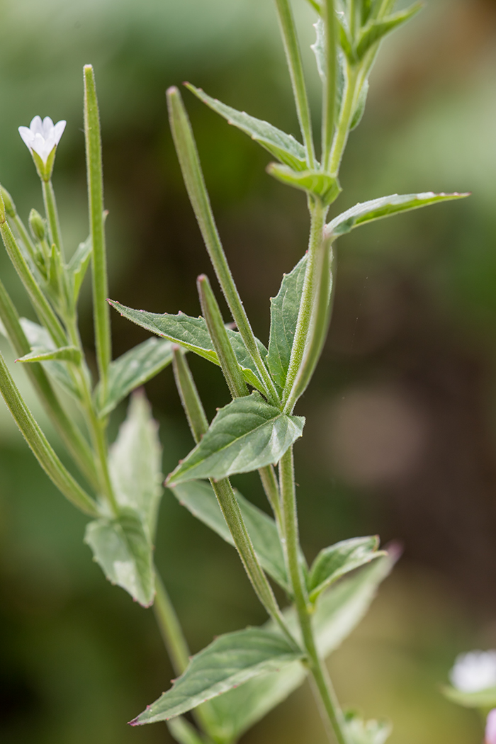 Изображение особи род Epilobium.