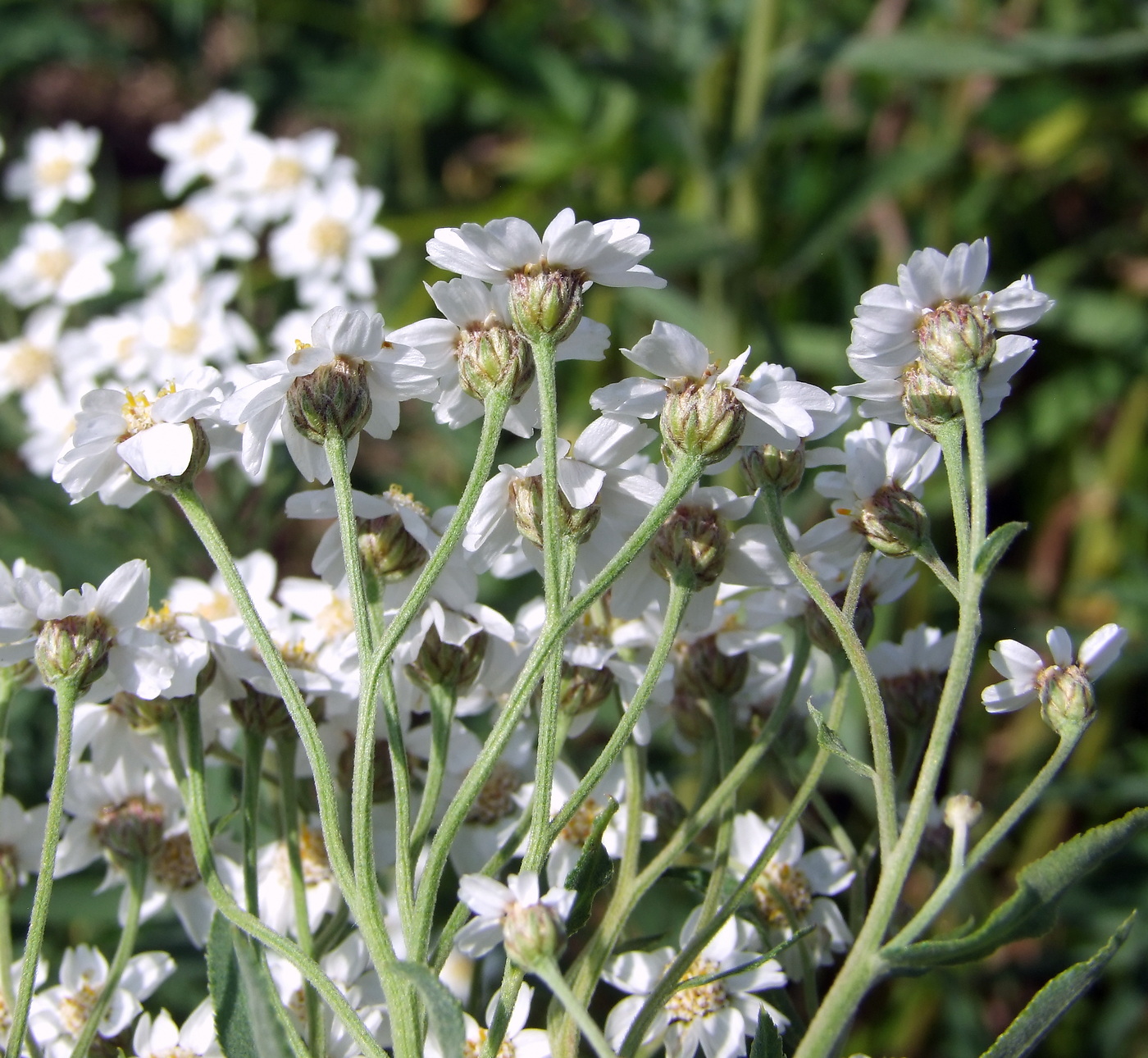 Изображение особи Achillea salicifolia.