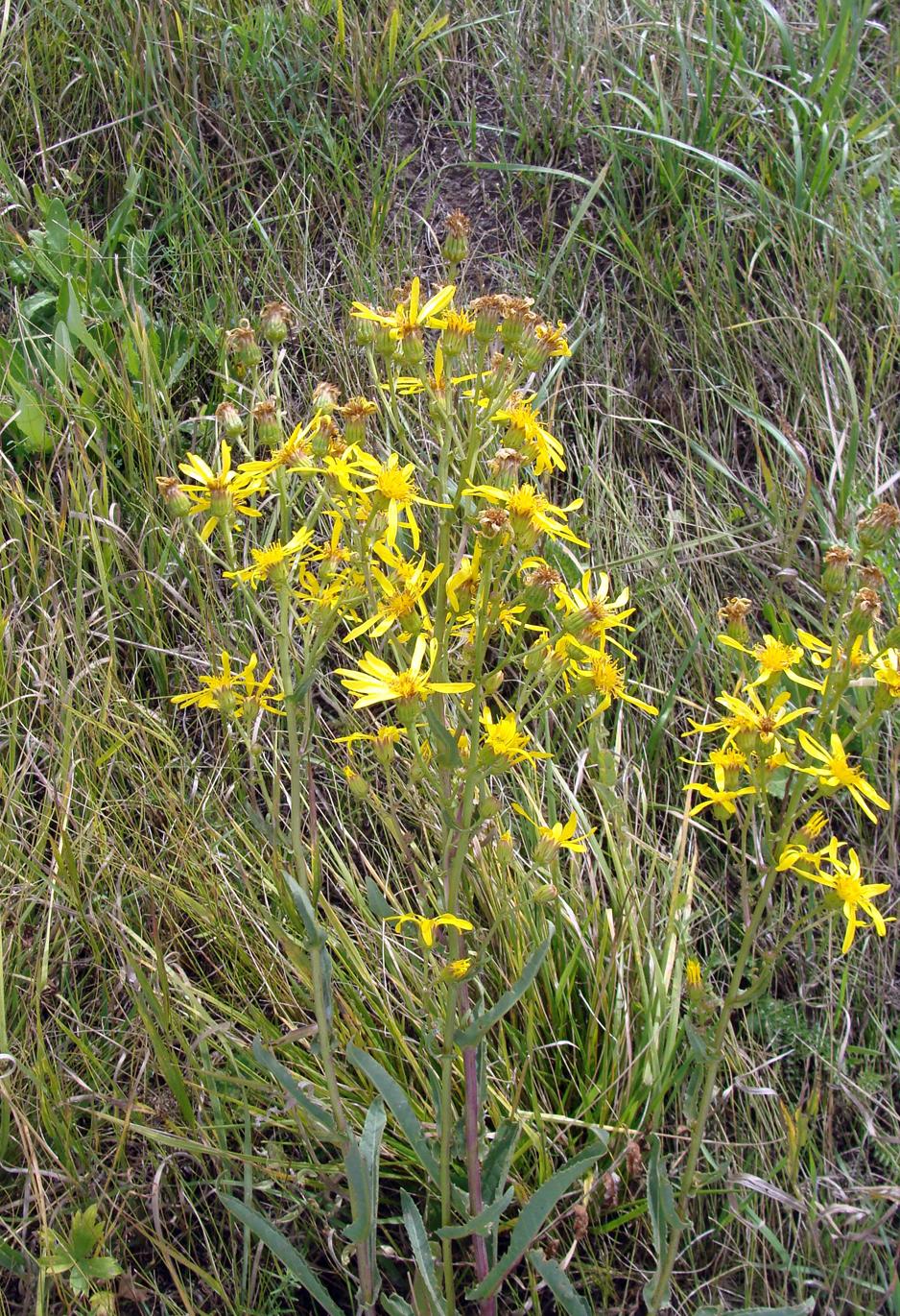 Изображение особи Senecio paucifolius.