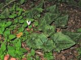 Cyclamen rhodium. Цветущее растение. Греция, о. Родос, долина Петалудес (Долина бабочек), широколиственный ликвидамбаровый лес. 6 мая 2011 г.