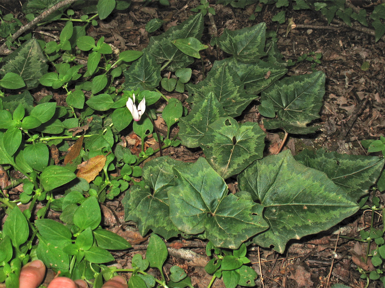 Image of Cyclamen rhodium specimen.