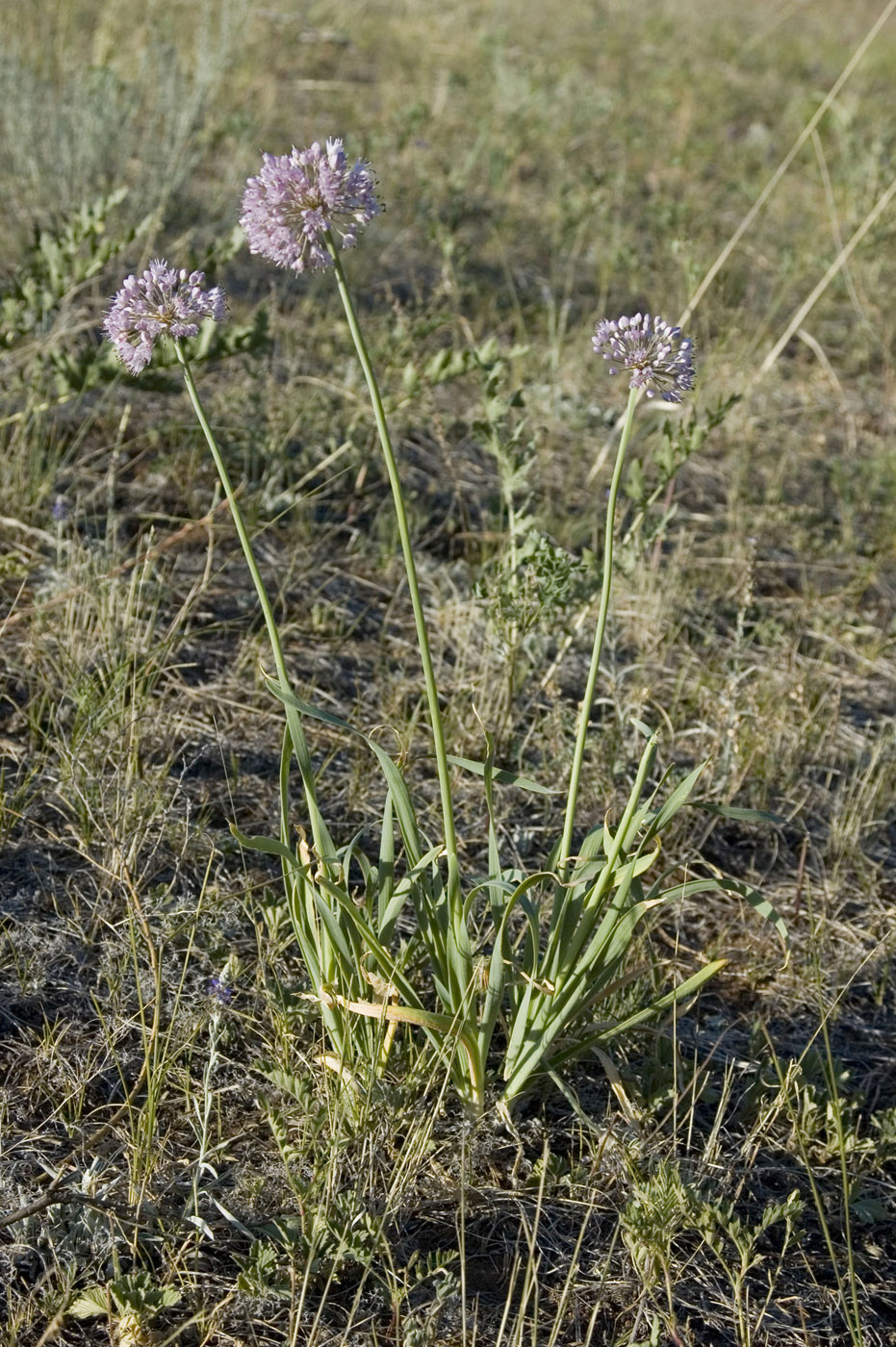 Image of Allium senescens specimen.