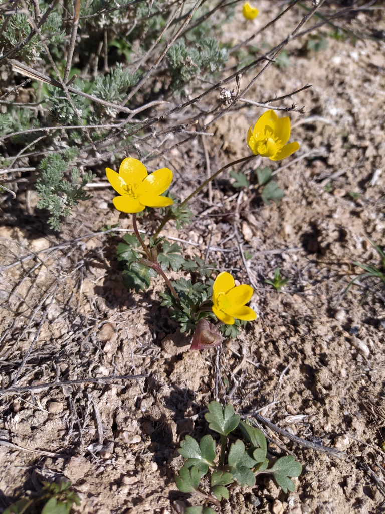 Image of Anemone petiolulosa specimen.