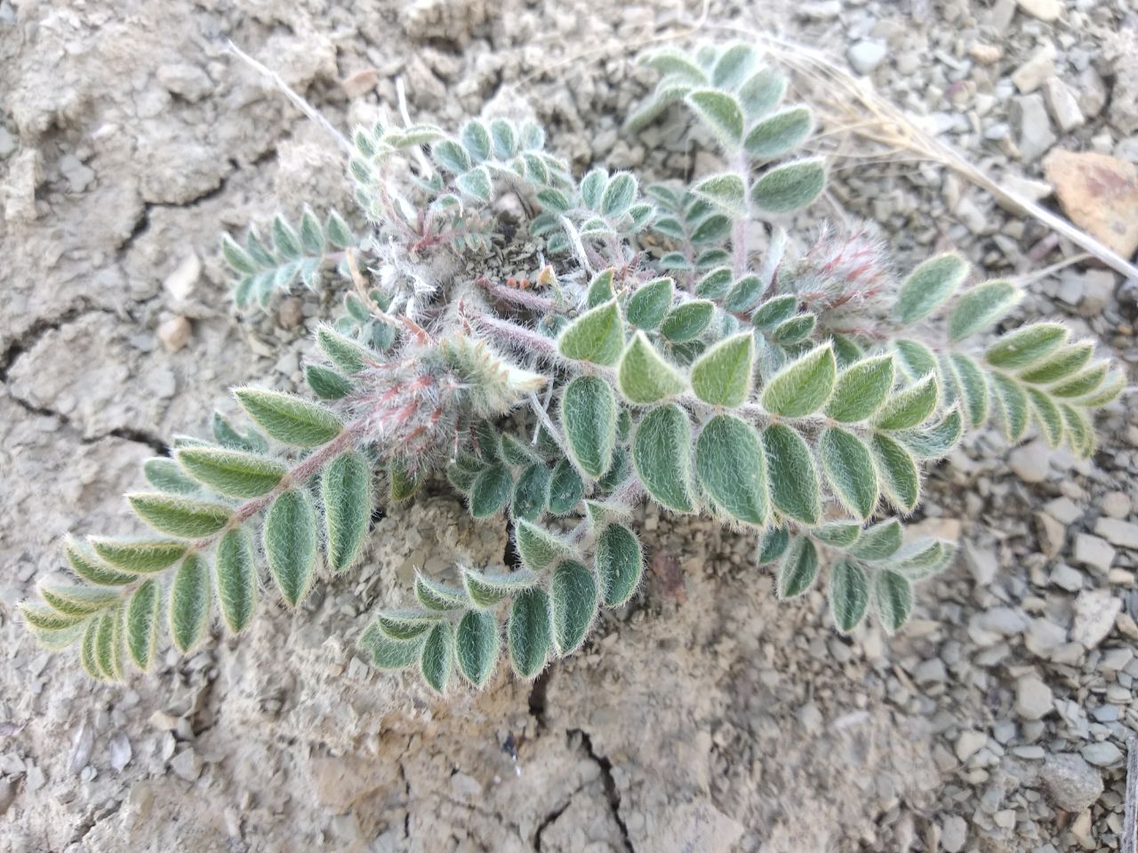 Изображение особи род Astragalus.