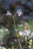 Linnaea borealis. Верхушка побега с соцветием. Мурманская обл., Кандалакшский р-н, северный склон Ивановой горы, зеленомошный кустарничковый хвойный лес (Picea, Pinus) с участием Betula. 21.07.2020.