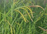 Carex acuta