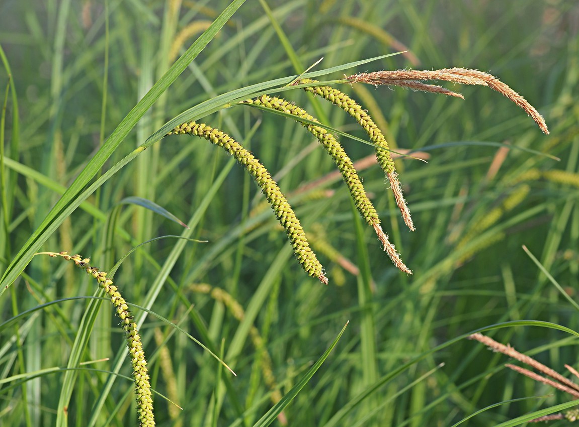 Изображение особи Carex acuta.