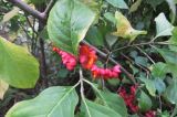 Euonymus europaeus