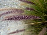 Pennisetum setaceum