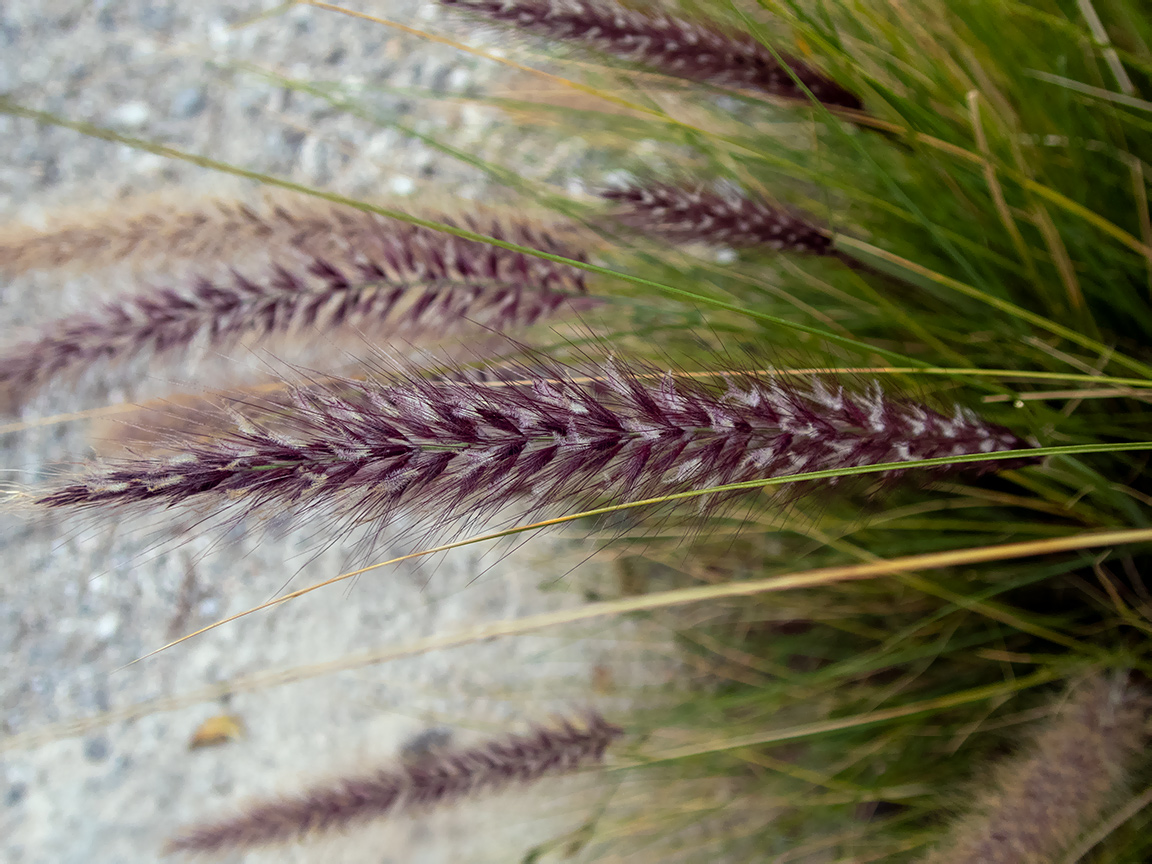 Изображение особи Pennisetum setaceum.