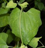 Aristolochia gigantea