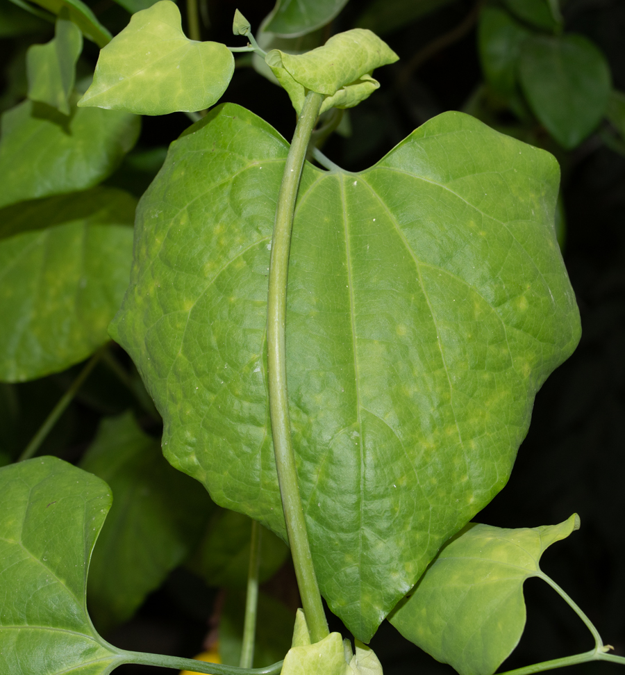 Image of Aristolochia gigantea specimen.