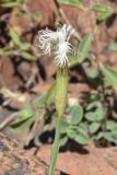 Dianthus angrenicus