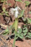 Dianthus angrenicus. Цветок. Узбекистан, Наманганская обл., Кураминский хр., Ангренское плато, каменистый склон между двумя тоннелями пер. Камчик, выс. ок. 2300 м н.у.м. 08.08.2021.