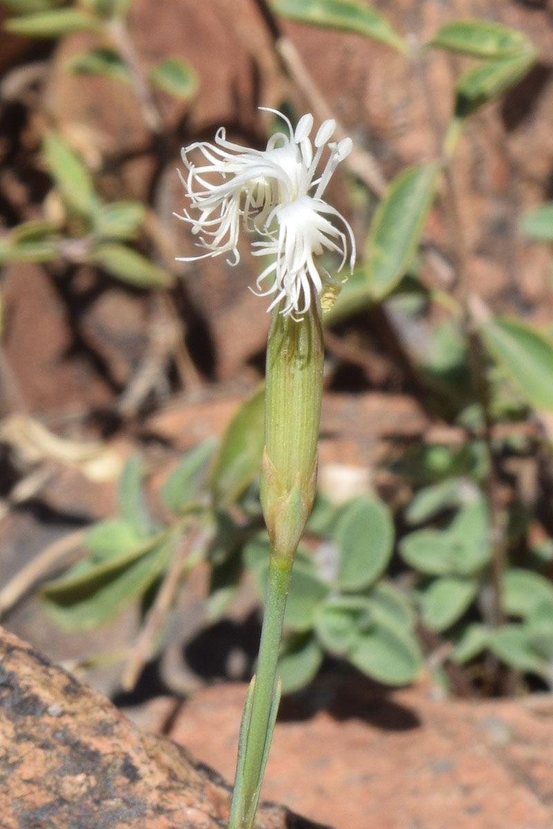 Изображение особи Dianthus angrenicus.