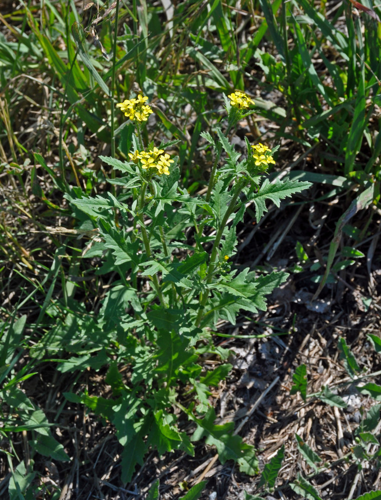 Image of Sisymbrium loeselii specimen.