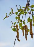 Betula pendula. Верхушка ветви с мужскими и женскими соцветиями. Самарская обл., гор. округ Жигулёвск, с. Ширяево, берег пруда. 02.05.2021.