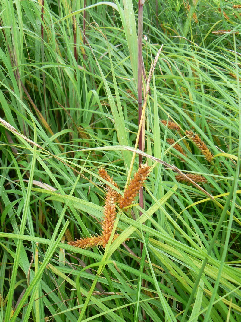 Image of genus Carex specimen.