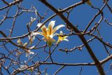 Ceiba insignis