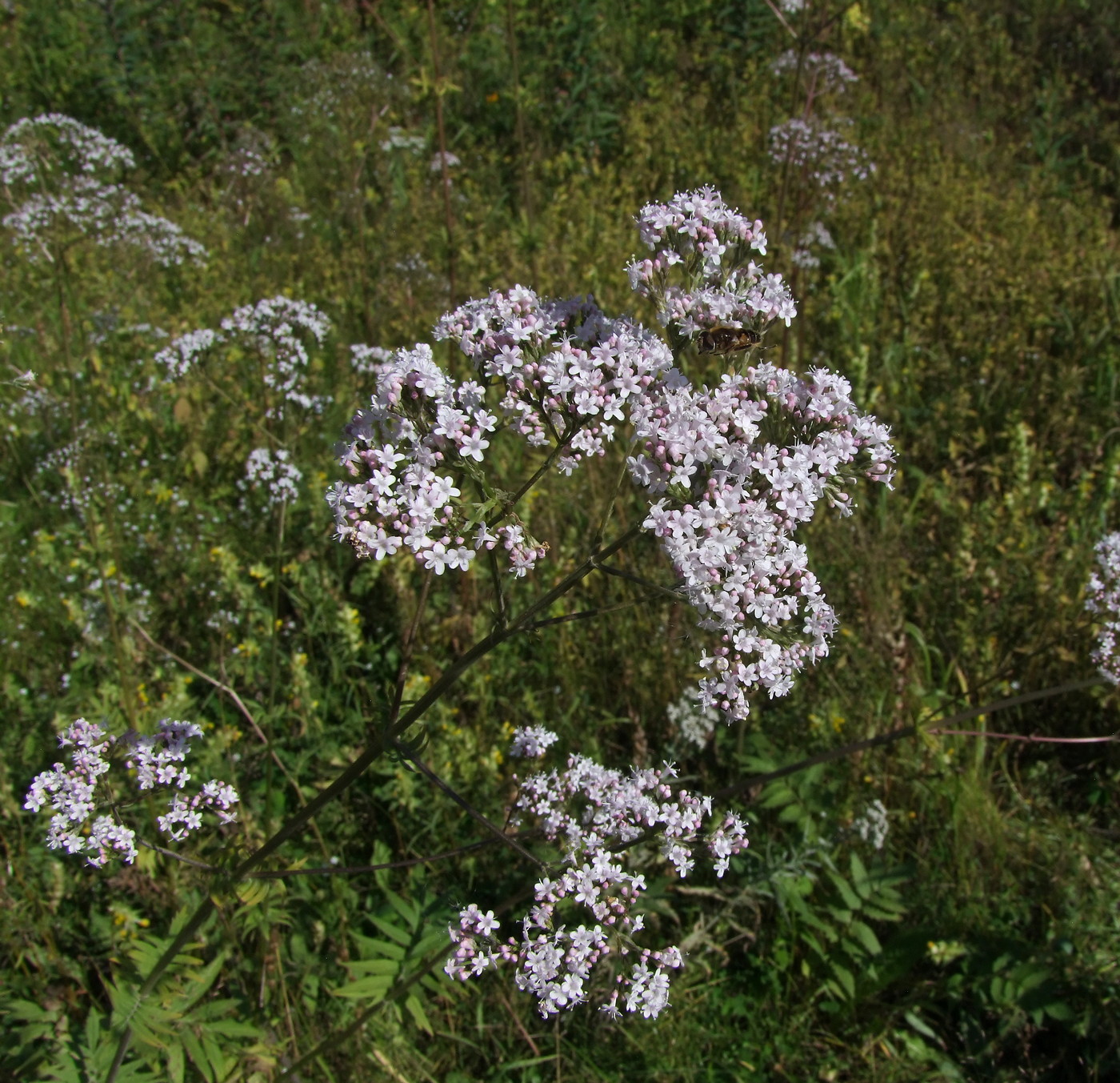 Изображение особи Valeriana transjenisensis.