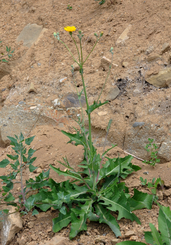 Изображение особи Sonchus arvensis.