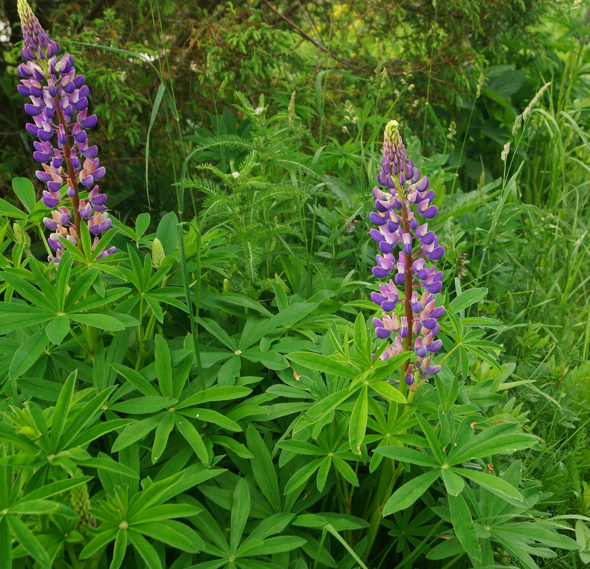 Image of Lupinus × regalis specimen.