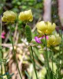 Ranunculus asiaticus