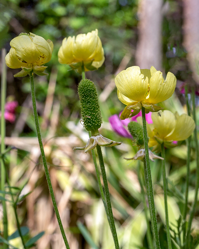 Image of Ranunculus asiaticus specimen.