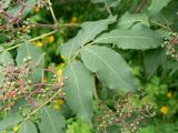 Sambucus racemosa