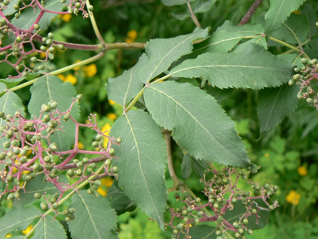 Изображение особи Sambucus racemosa.