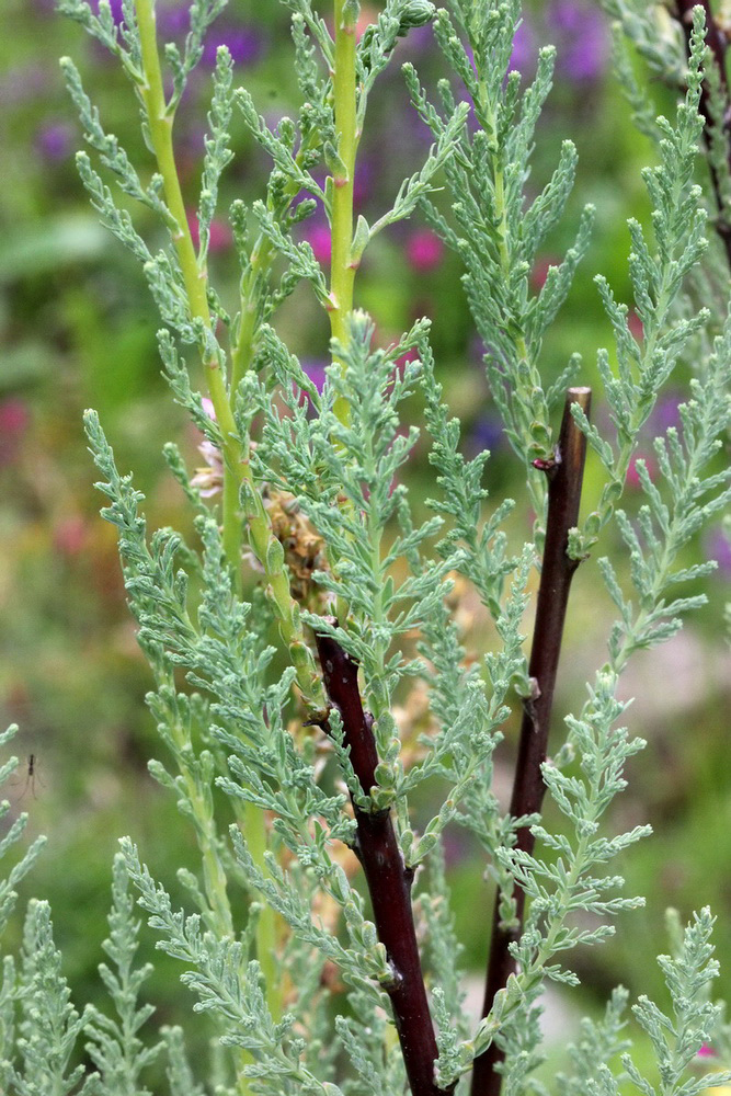 Image of genus Myricaria specimen.