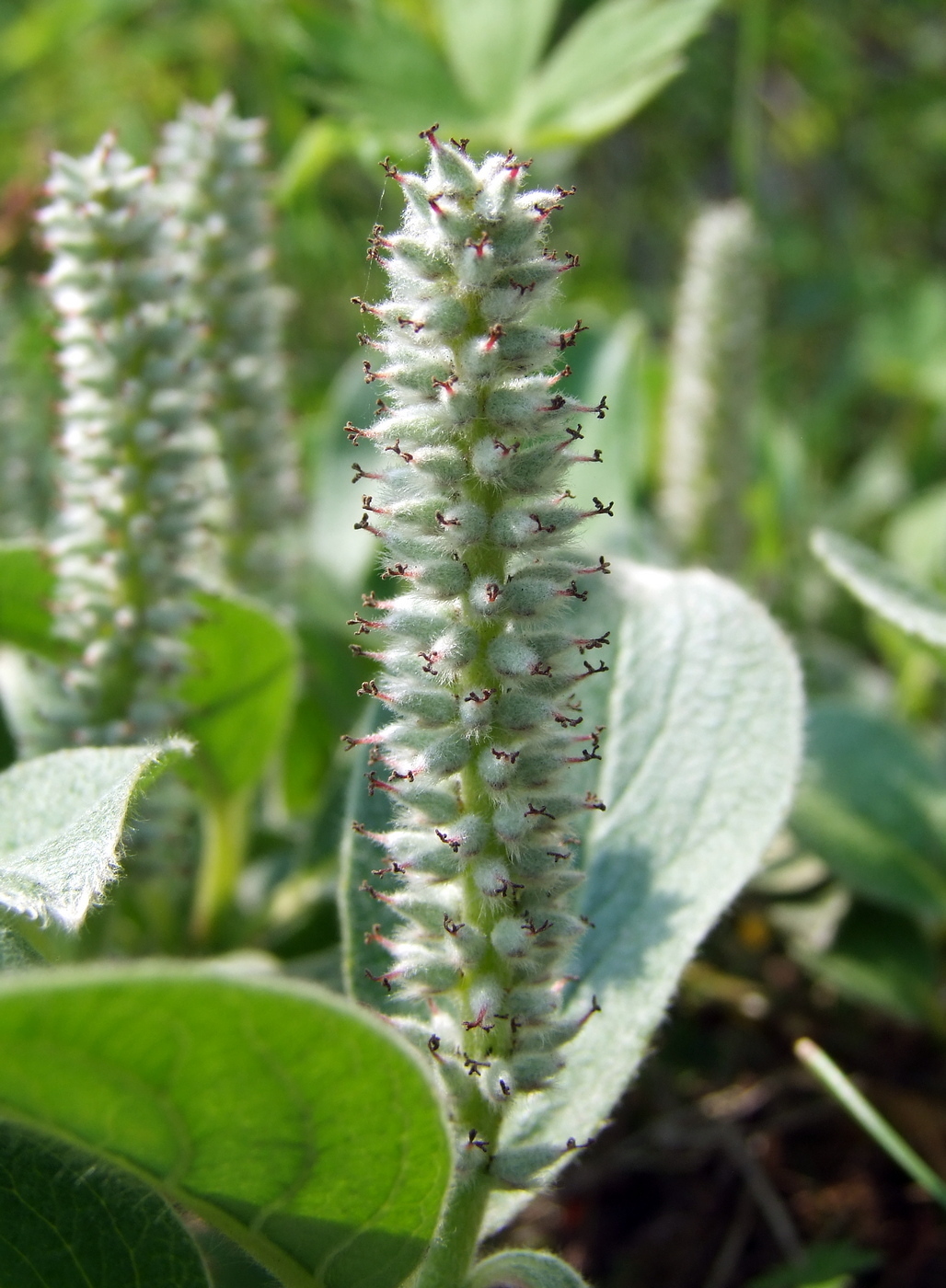 Изображение особи Salix crassijulis.