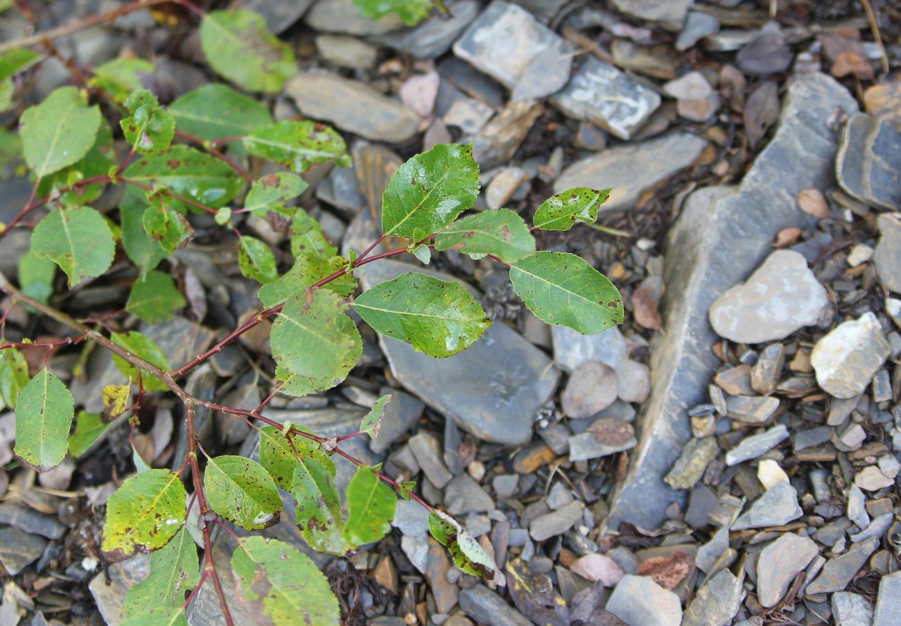 Image of Salix pyrolifolia specimen.