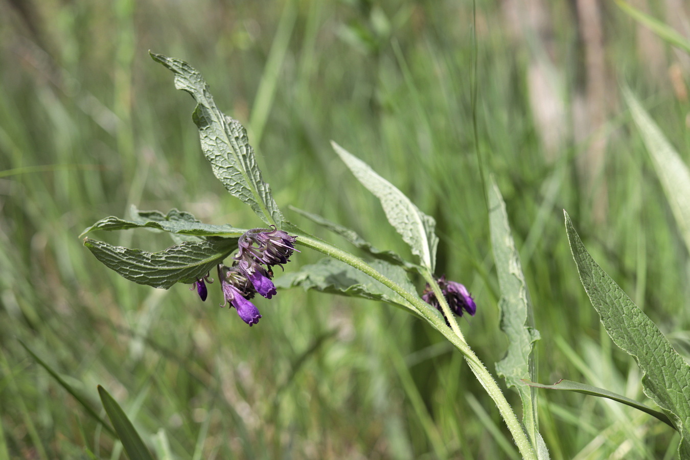 Изображение особи Symphytum officinale.