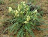Astragalus longipetalus. Цветущее растение бледноцветковой формы. Калмыкия, Черноземельский район. 24.04.2010.