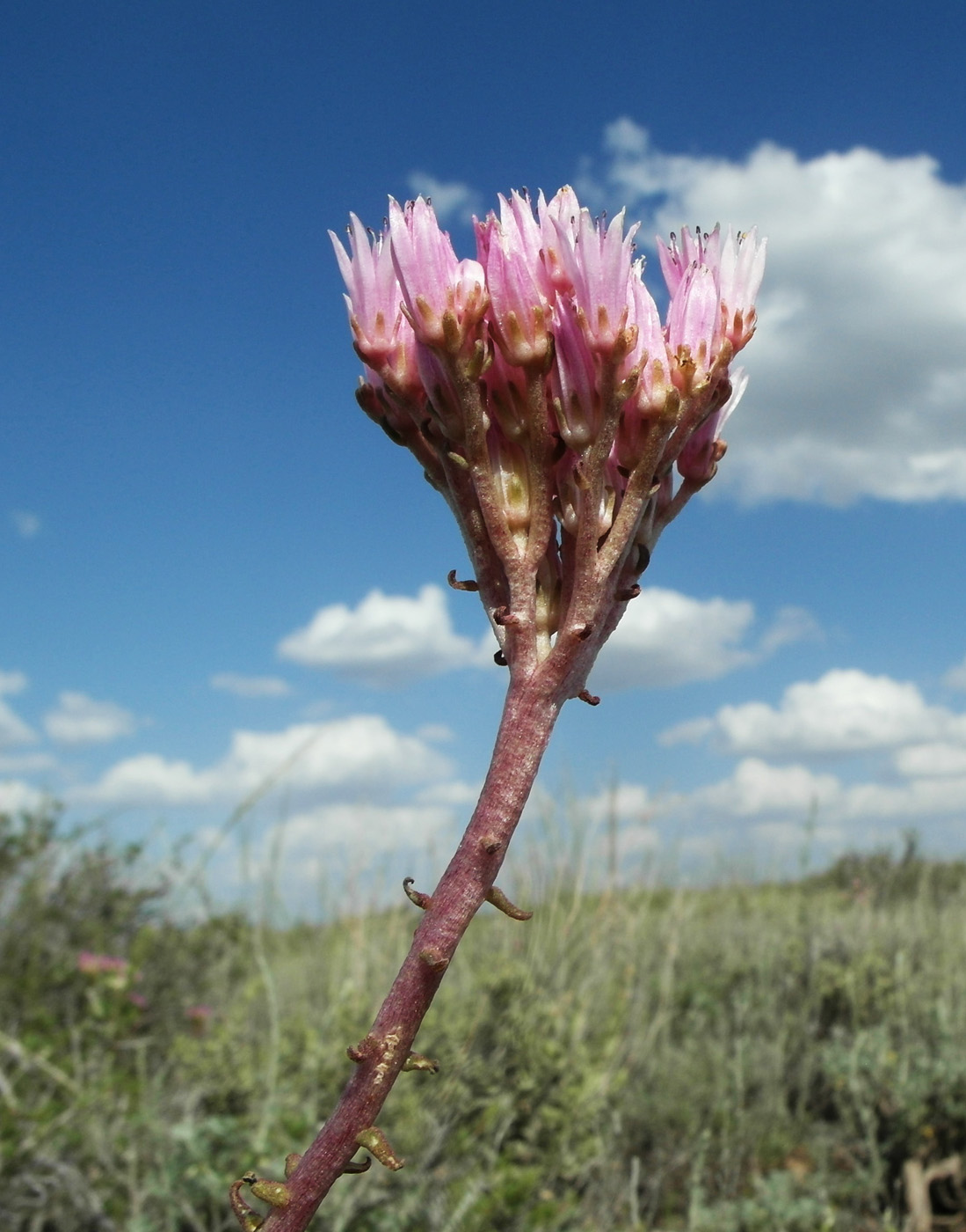 Изображение особи Pseudosedum lievenii.